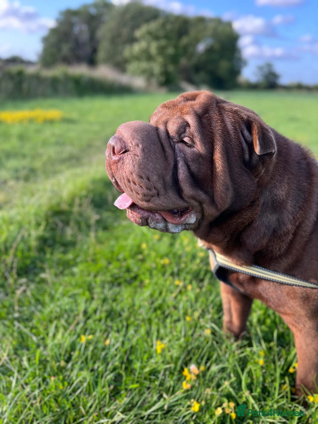Shar Pei dogs for stud: Dog for stud in Swindon - Advert 11
