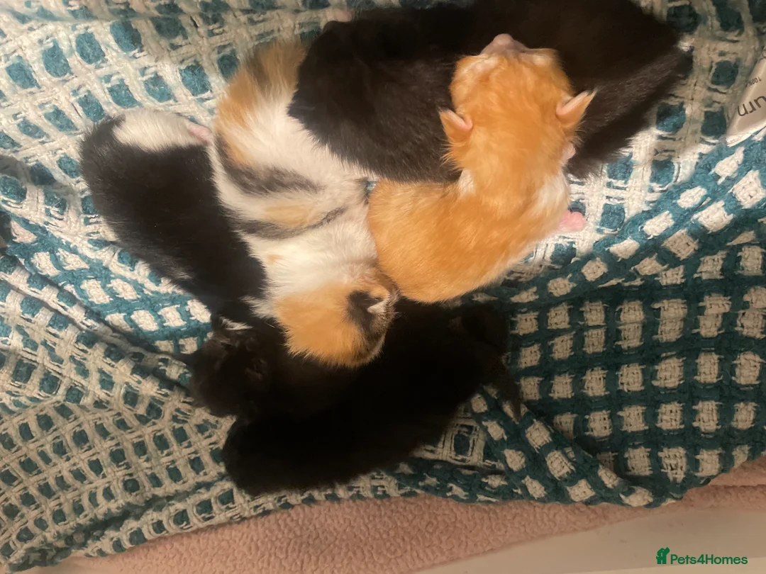 Mixed Breed cats for sale: My lovely cat gave birth to 6 beautiful babies - Advert 7