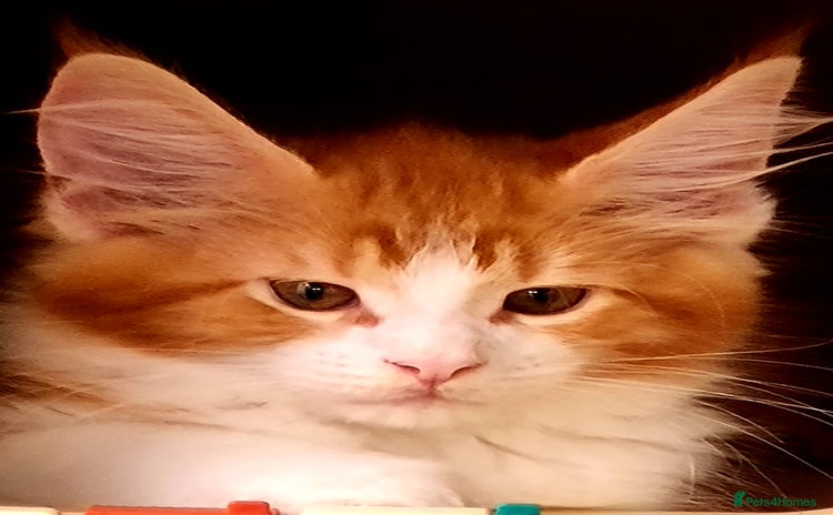 Maine Coon cats - Advert 10