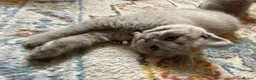 British Shorthair cats for sale: 2 beautiful British shorthair kittens for sale! - Advert 5