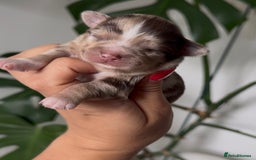 Chihuahua dogs for sale: Last Boy- Chihuahua Longhair Blue Eye Merle Boy - Image 13