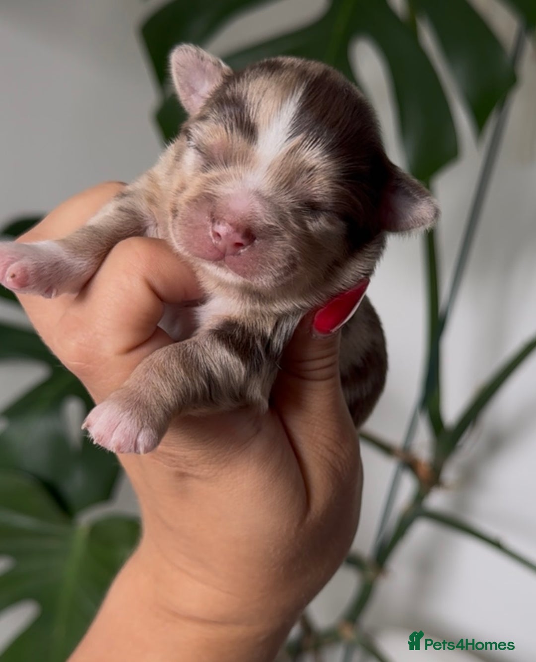 Chihuahua dogs for sale: Last Boy- Chihuahua Longhair Blue Eye Merle Boy - Image 13