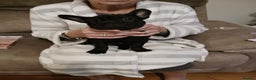 French Bulldog dogs for sale: French bull dog puppy , fluffy jean. Rope nose - Advert 4