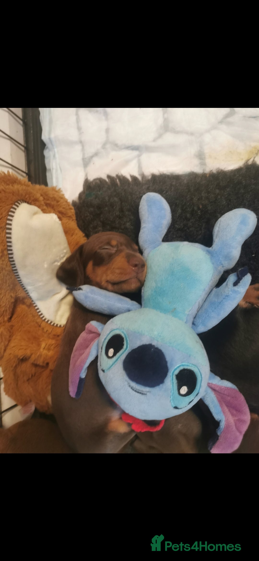 Miniature Dachshund dogs for sale: Stunning chocolate and tan miniature dachshund - Image 8