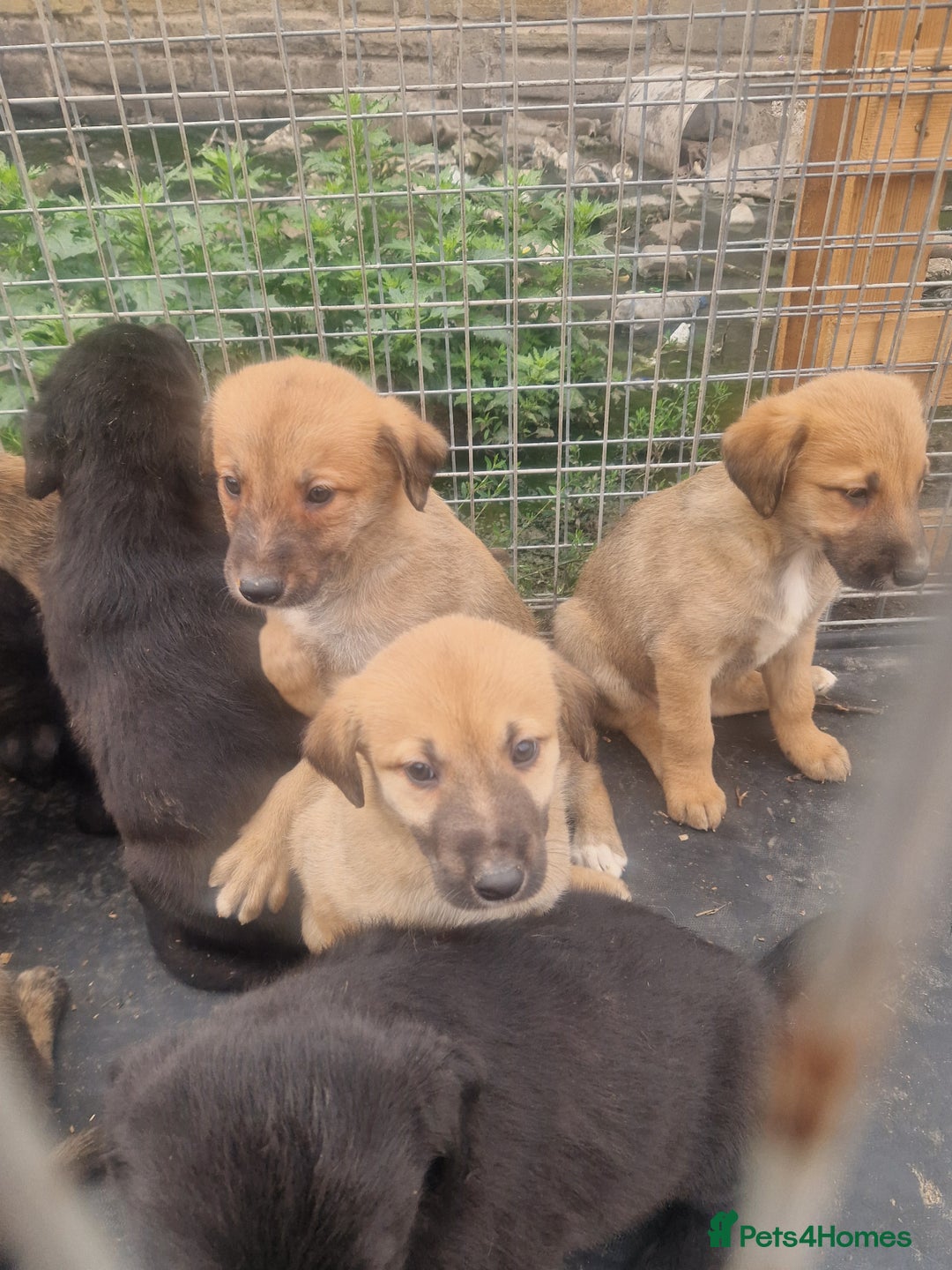 Mixed Breed dogs for sale: Lurcher  pups  - Image 7