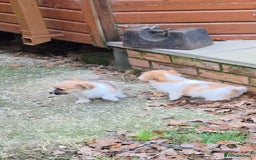 Jack Russell dogs for sale: Lovely Rough Coated Small Jack Russells  - Advert 9