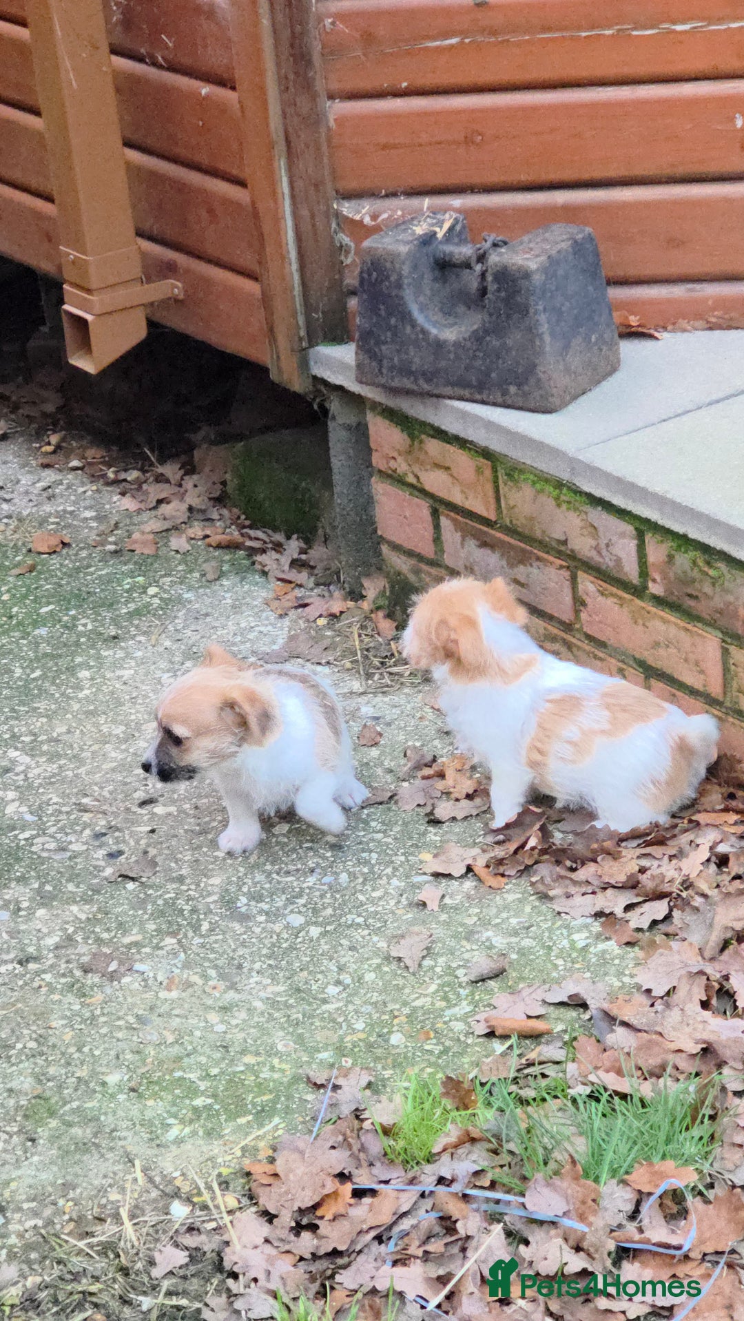 Jack Russell dogs for sale: Lovely Rough Coated Small Jack Russells  - Advert 9