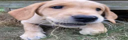 Labrador Retriever dogs for sale: Outstanding KC Registered Fox Red Labrador Puppies - Advert 7