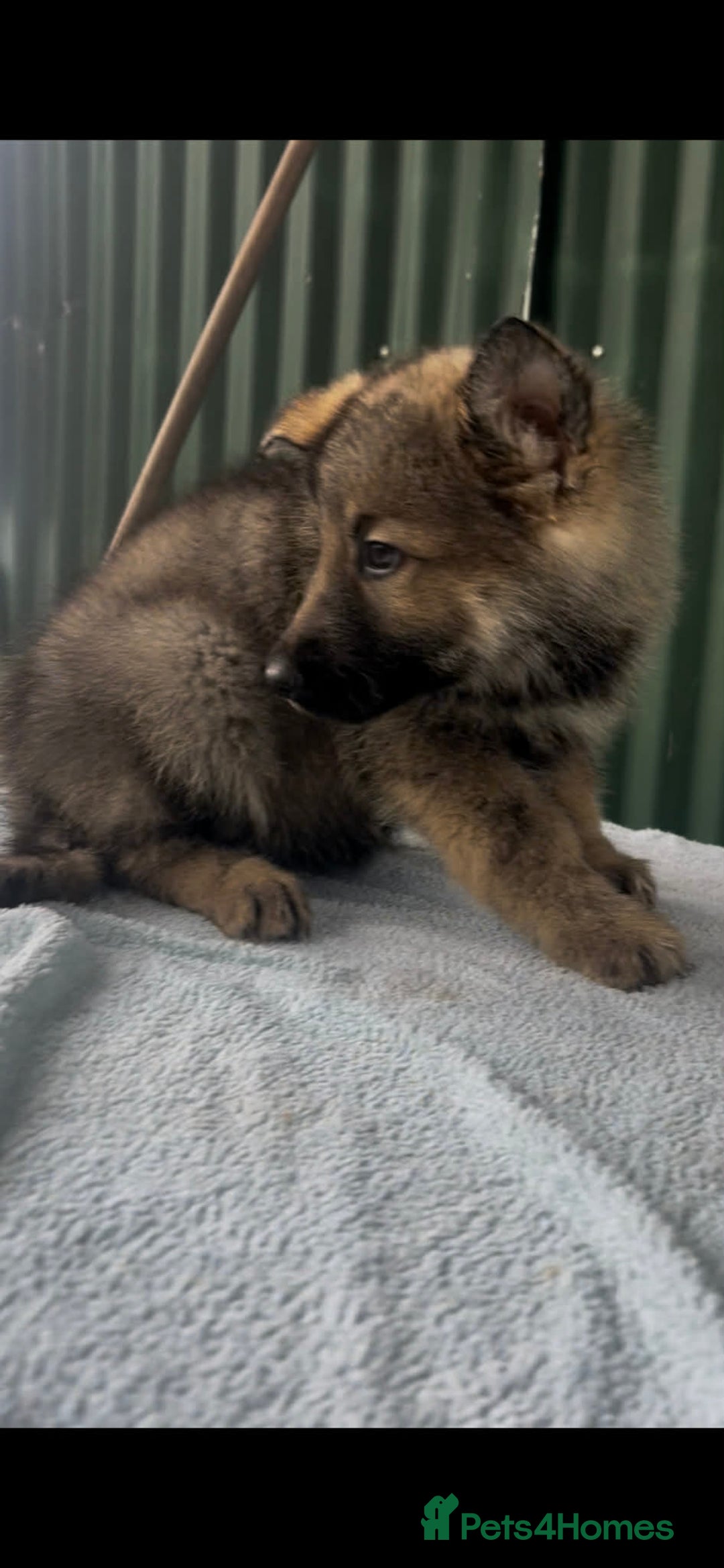 German Shepherd dogs for sale: German shepherd puppies  - Advert 5