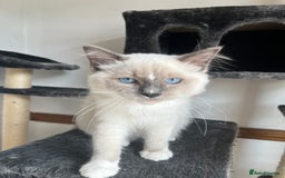 Ragdoll cats for sale: Last 3 Male Ragdolls - Image 8