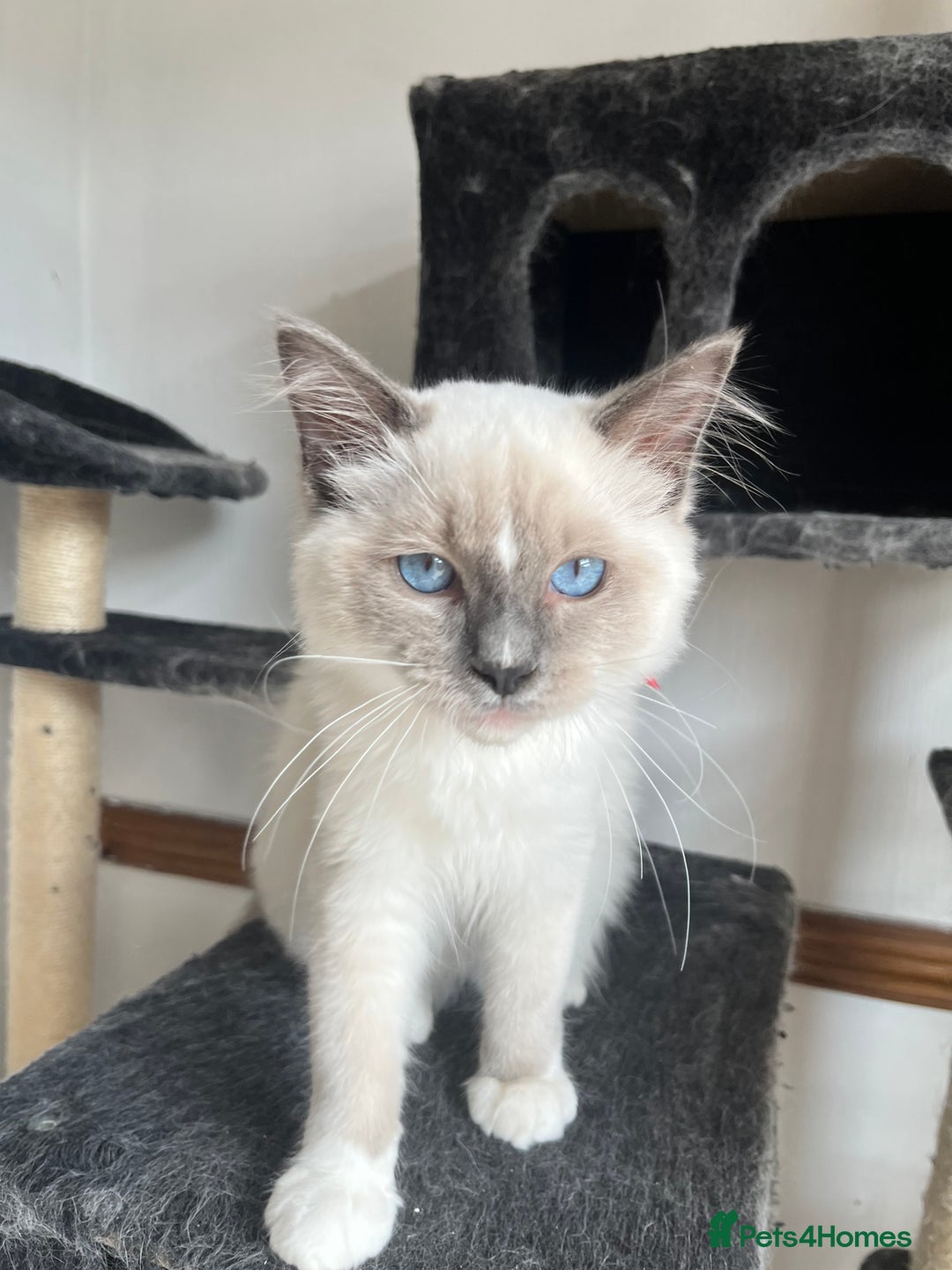 Ragdoll cats for sale: Last 3 Male Ragdolls - Image 8
