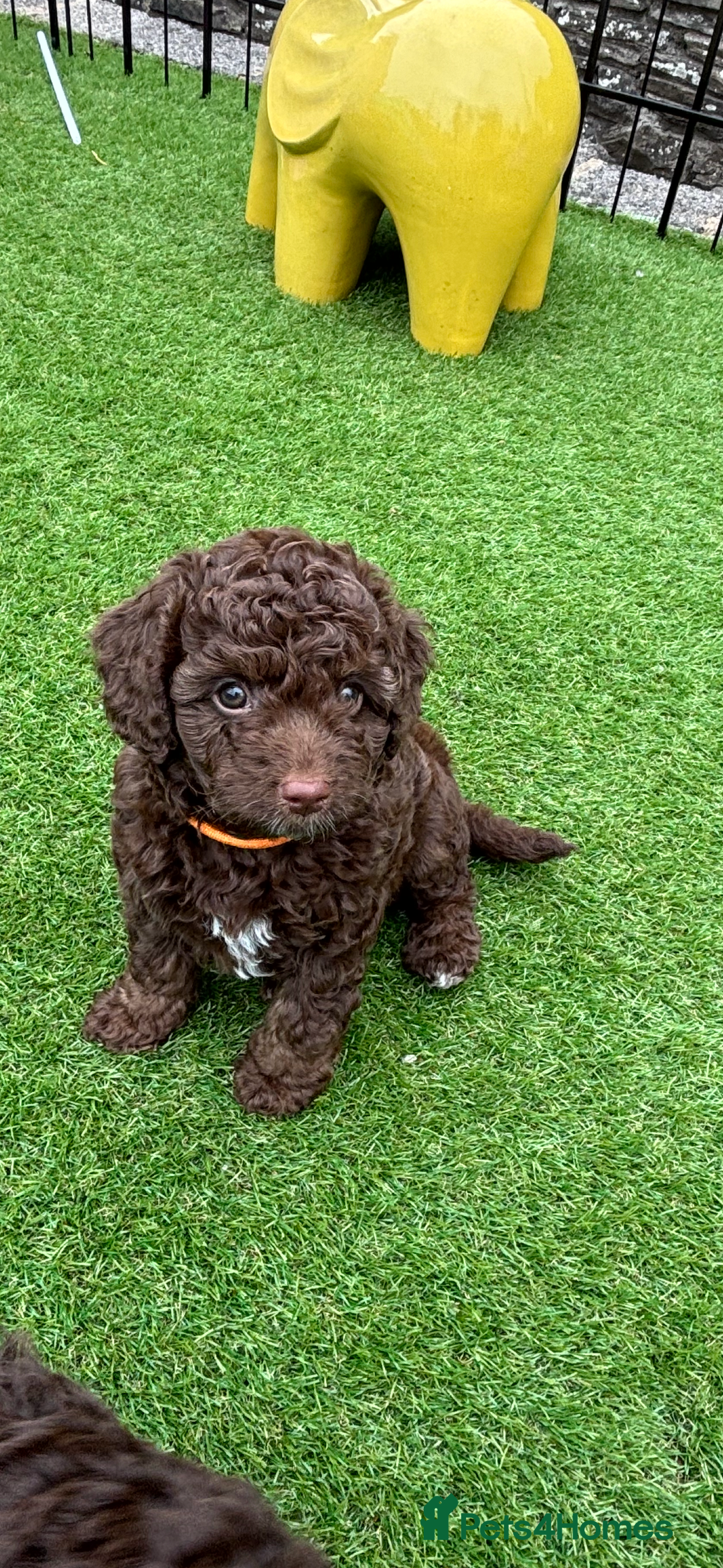 Sproodle dogs for sale: Beautiful Sproodles 1 black girl&1 chocolate boy - Image 22