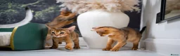 Abyssinian cats for sale: Stunning Wild Ruddy Abyssinian|TICA|Super friendly - Advert 25