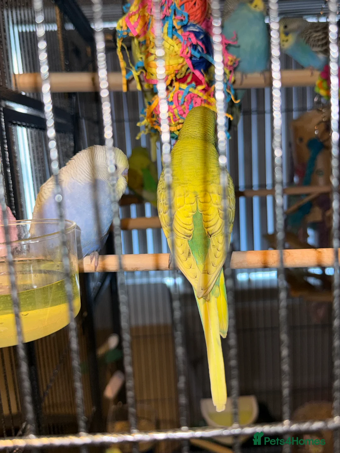 Budgerigars birds for sale: Bonded pair of 8 week old budgies  - Advert 11