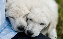 Standard Poodle dogs for sale: It has to be ALL WHITE Standard Poodle Puppies - Image 25