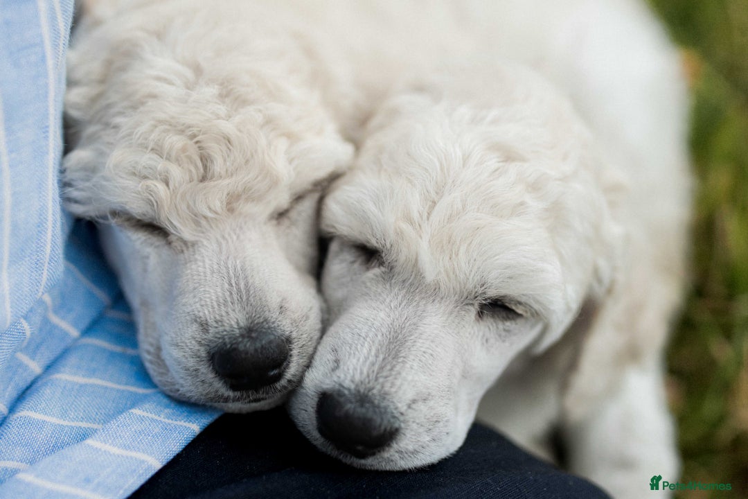 Standard Poodle dogs for sale: It has to be ALL WHITE Standard Poodle Puppies - Image 25