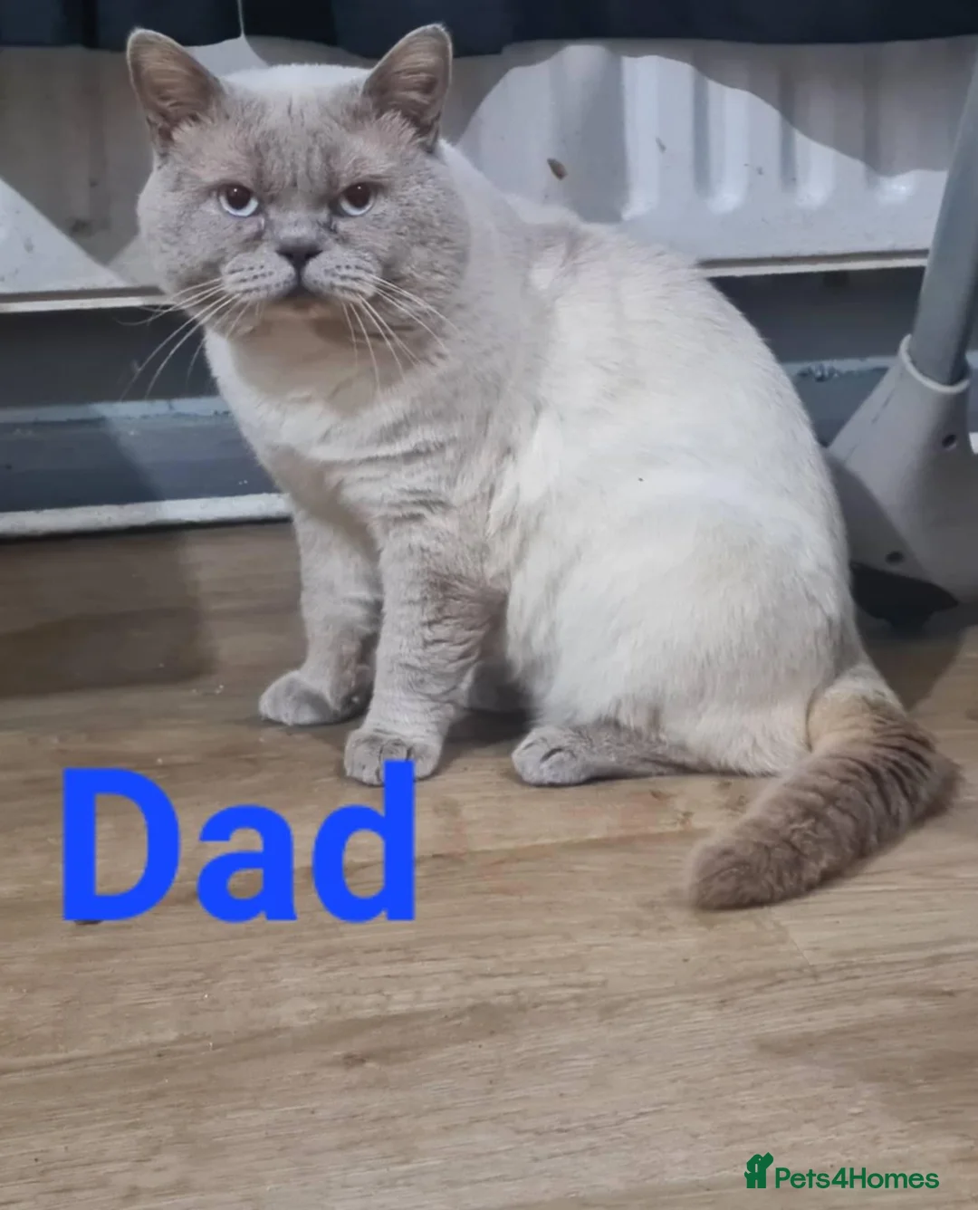 Mixed Breed cats for sale: British shorthair Cross kittens in Ellesmere Port - Advert 4