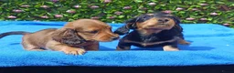 Miniature Dachshund dogs for sale: STUNNING MINI LONG HAIR KC REG PRA CLEAR - Advert 5