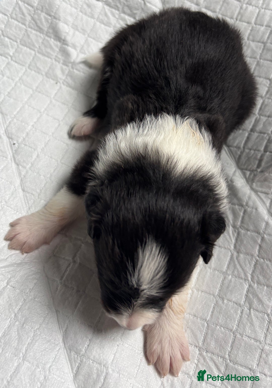 Border Collie dogs for sale:  Long Haired KC Reg Border Collie puppies for sale - Image 33