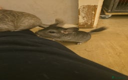 Chinchilla rodents for sale: Gorgeous Hetero beige and standard  kits  - Image 15