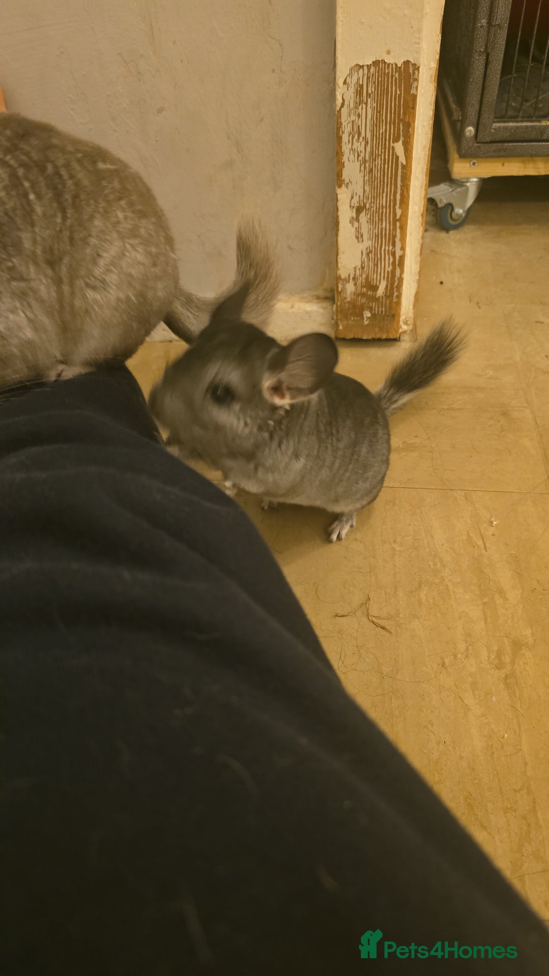 Chinchilla rodents for sale: Gorgeous Hetero beige and standard  kits  - Image 15
