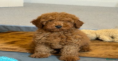 Cavapoo dogs - Advert 5