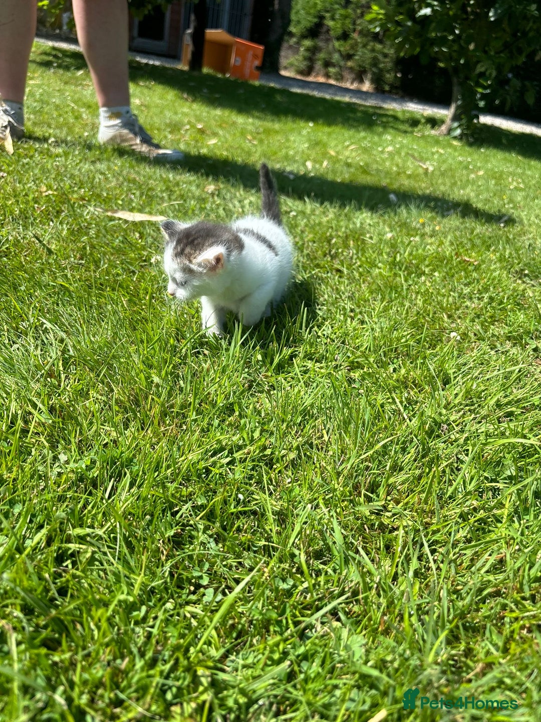 Domestic Shorthair cats for sale: Four Adorable Kittens - Mixed Litter - Image 12