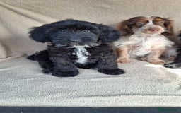 Cockapoo dogs for sale: Health tested show type cockapoo pups, fully vac.  - Image 6