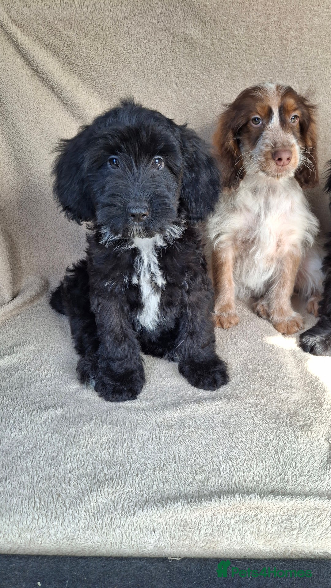Cockapoo dogs for sale: Health tested show type cockapoo pups, fully vac.  - Image 6