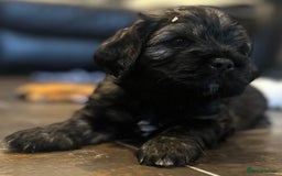 Mixed Breed dogs for sale: Three beautiful males looking for loving homes - Image 1