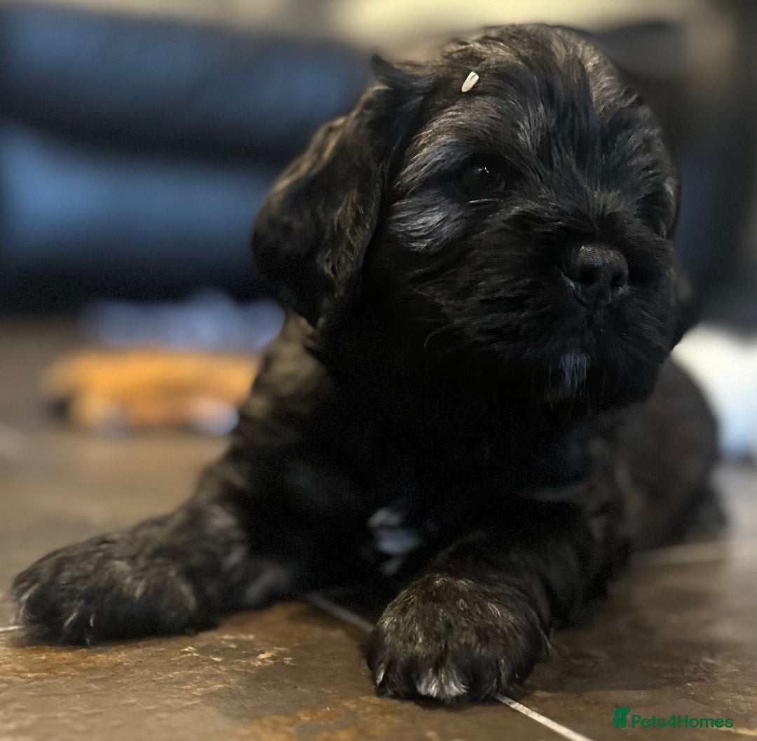 Mixed Breed dogs for sale: Three beautiful males looking for loving homes - Image 1