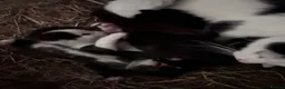 Domestic Shorthair cats for sale: Kittens - Newborn black and white - Advert 7
