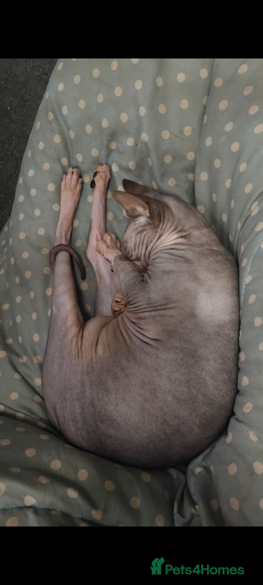 Sphynx cats male sphynx cat Blue / Grey  - Advert 1