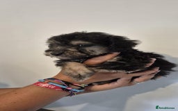 Bedlington Terrier dogs for sale: Bedlington terrier puppies  - Image 6