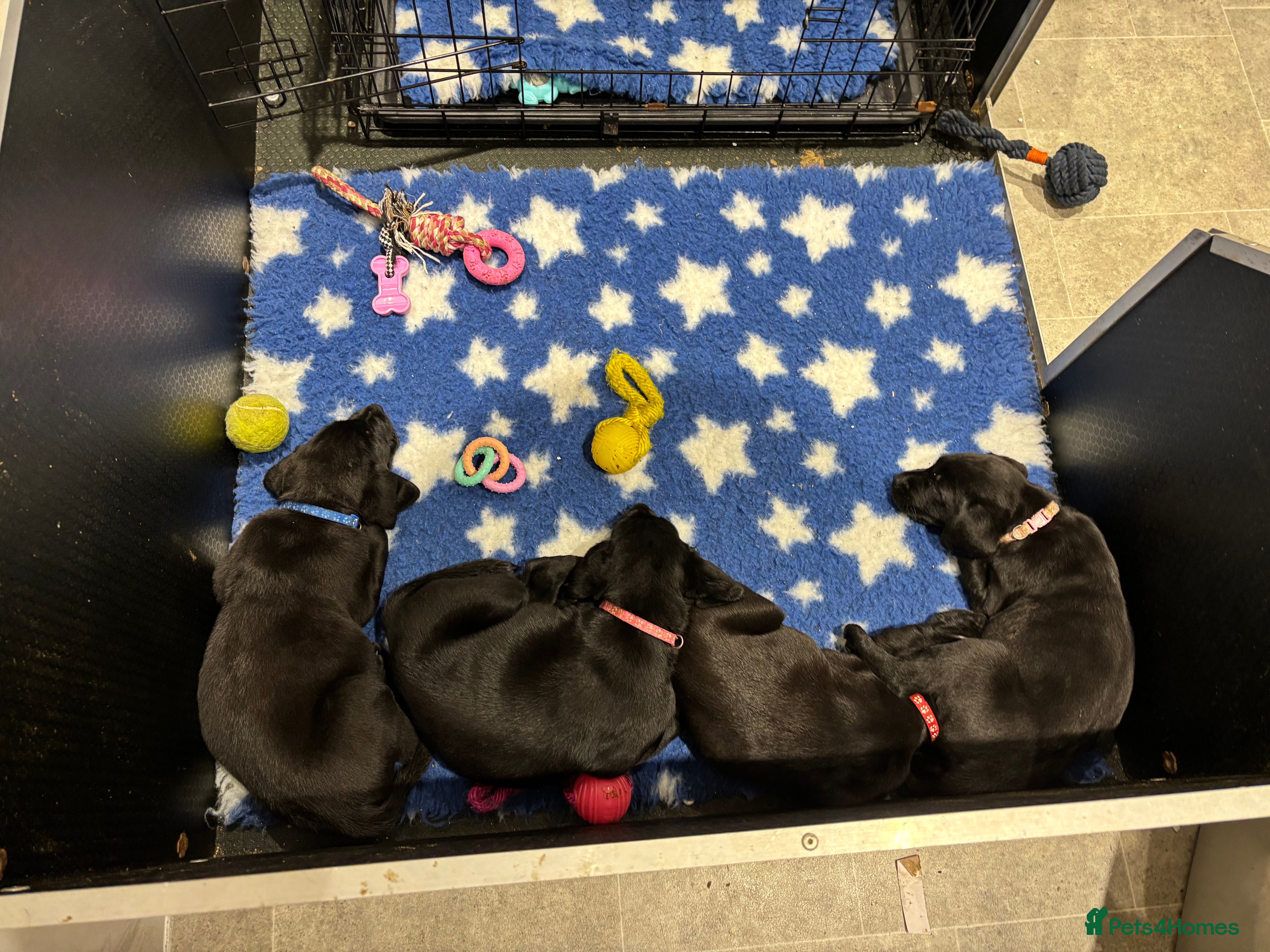 Labrador Retriever dogs 🌟1 black bitch left Ready 18.12.25 🌟 - Advert 4