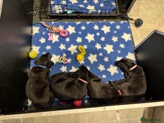 Labrador Retriever dogs 🌟1 black bitch left Ready 18.12.25 🌟 - Advert 4