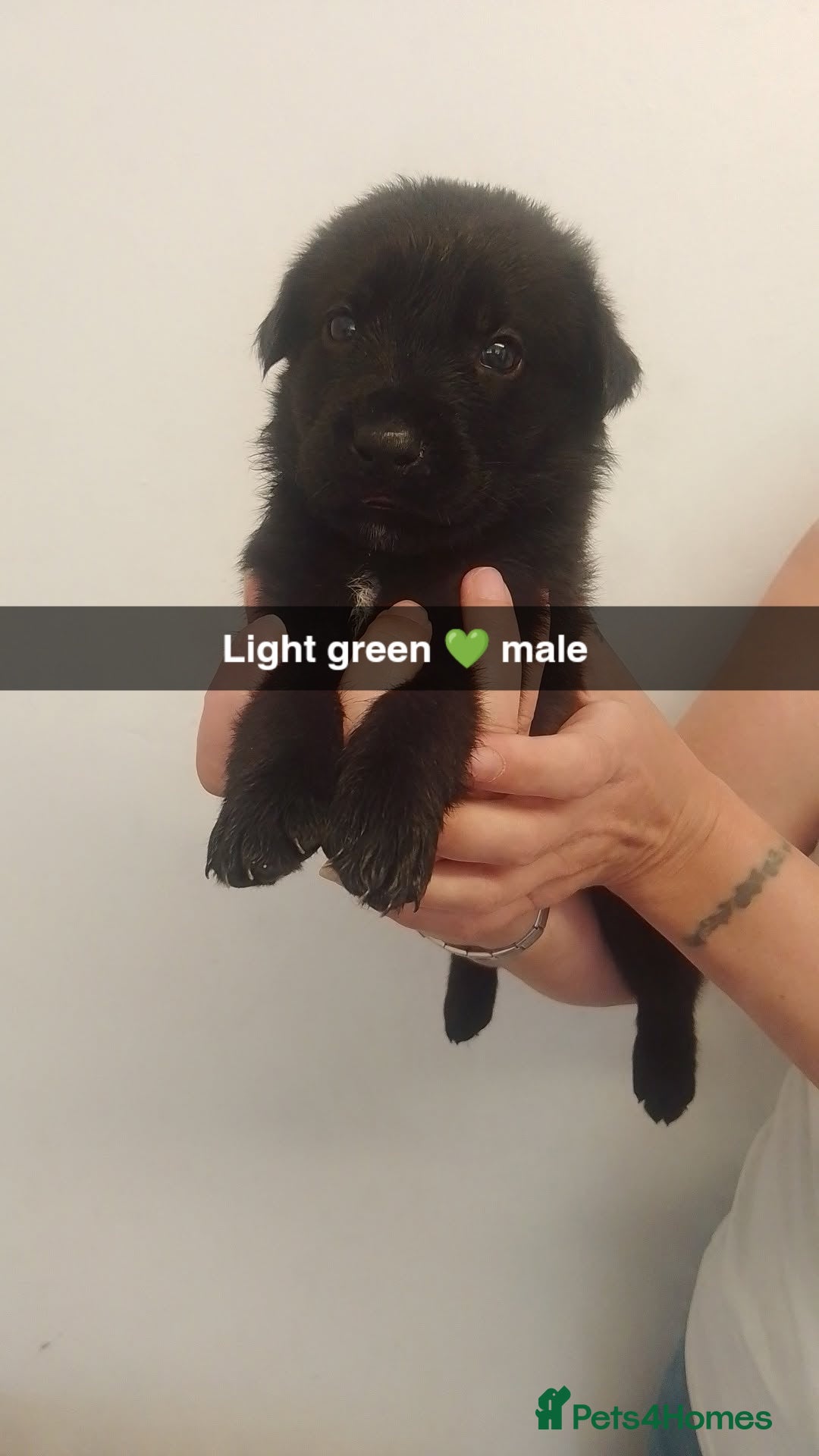 Mixed Breed dogs for sale: 9 German corso puppies  - Image 3