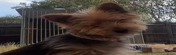 Yorkshire Terrier dogs for sale: Yorkshire terrier  in Basingstoke - Advert 2