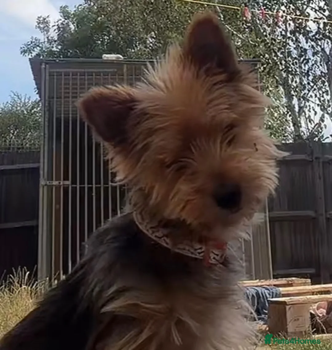 Yorkshire Terrier dogs for sale: Yorkshire terrier  in Basingstoke - Advert 2