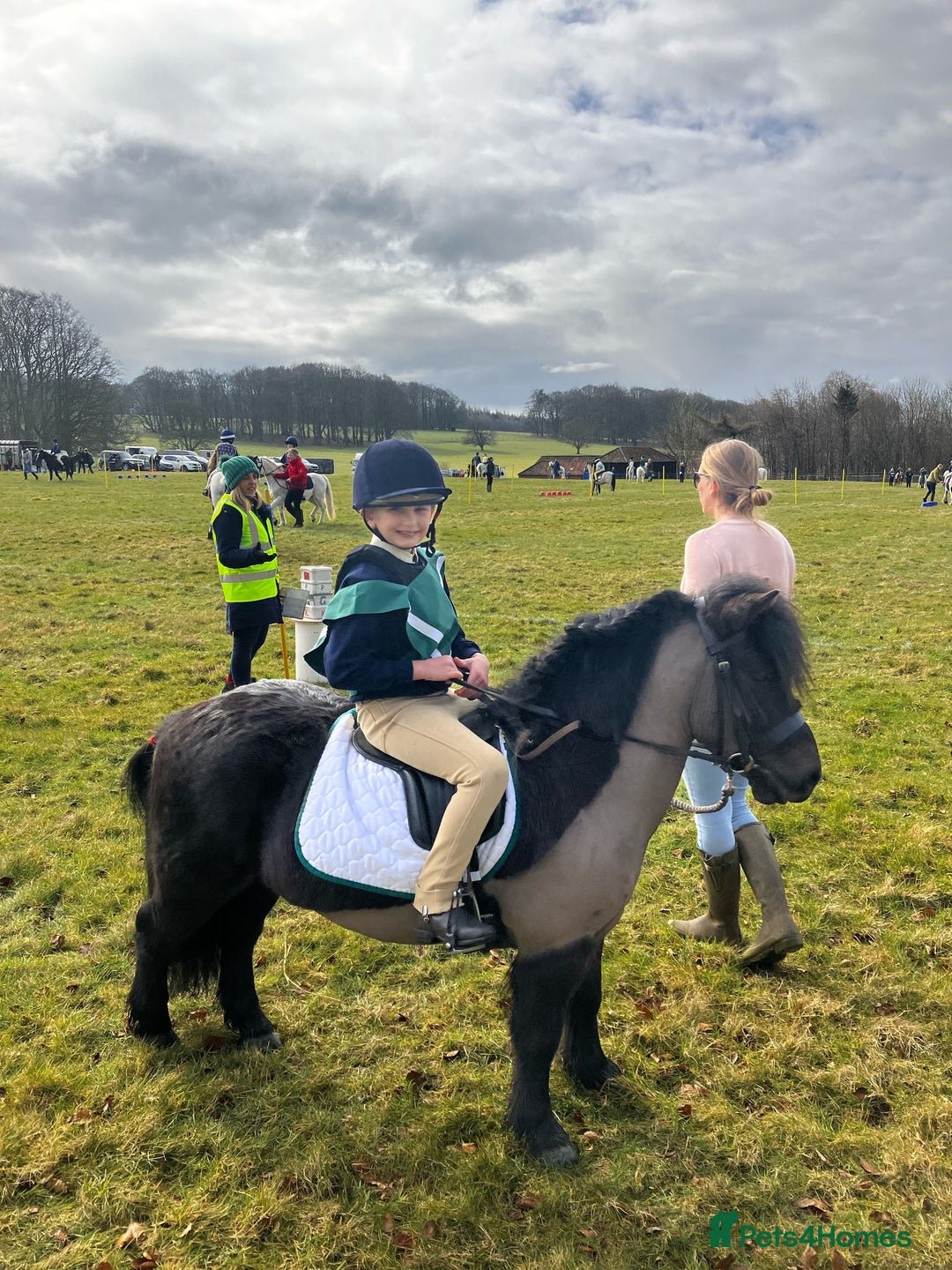 Shetland pony horses for sale: Shetland - Image 8