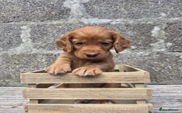 Cocker Spaniel dogs for sale: Working cocker spaniel pups - Image 28