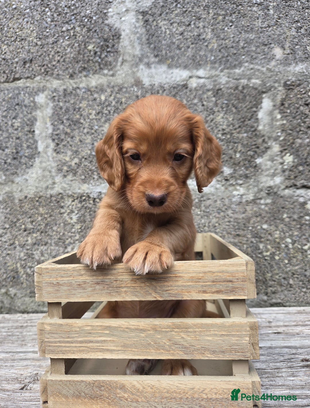 Cocker Spaniel dogs for sale: Working cocker spaniel pups - Image 28