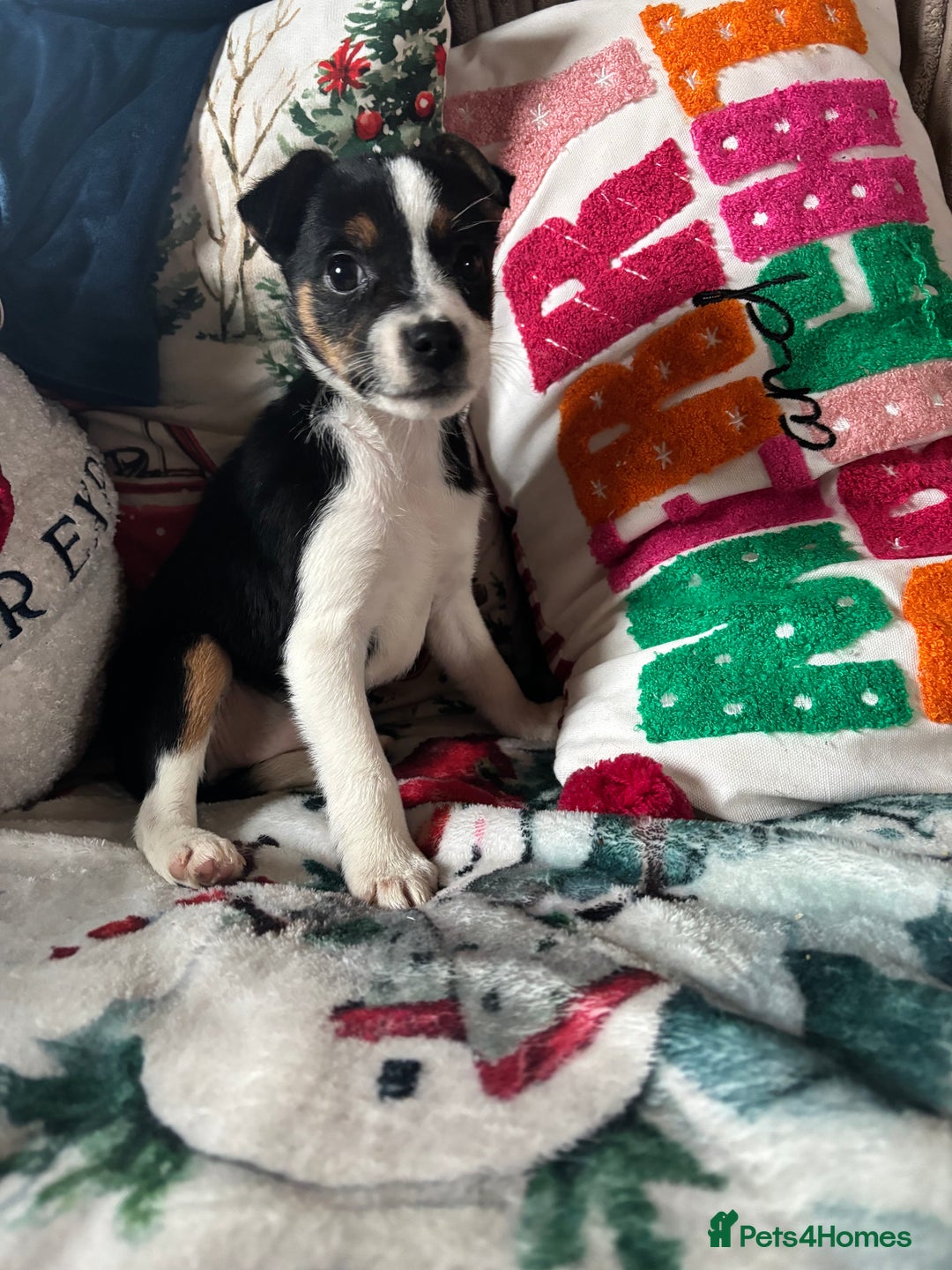 Parson Russell dogs for sale: Gorgeous Parson x Jack Russell’s  - Advert 6