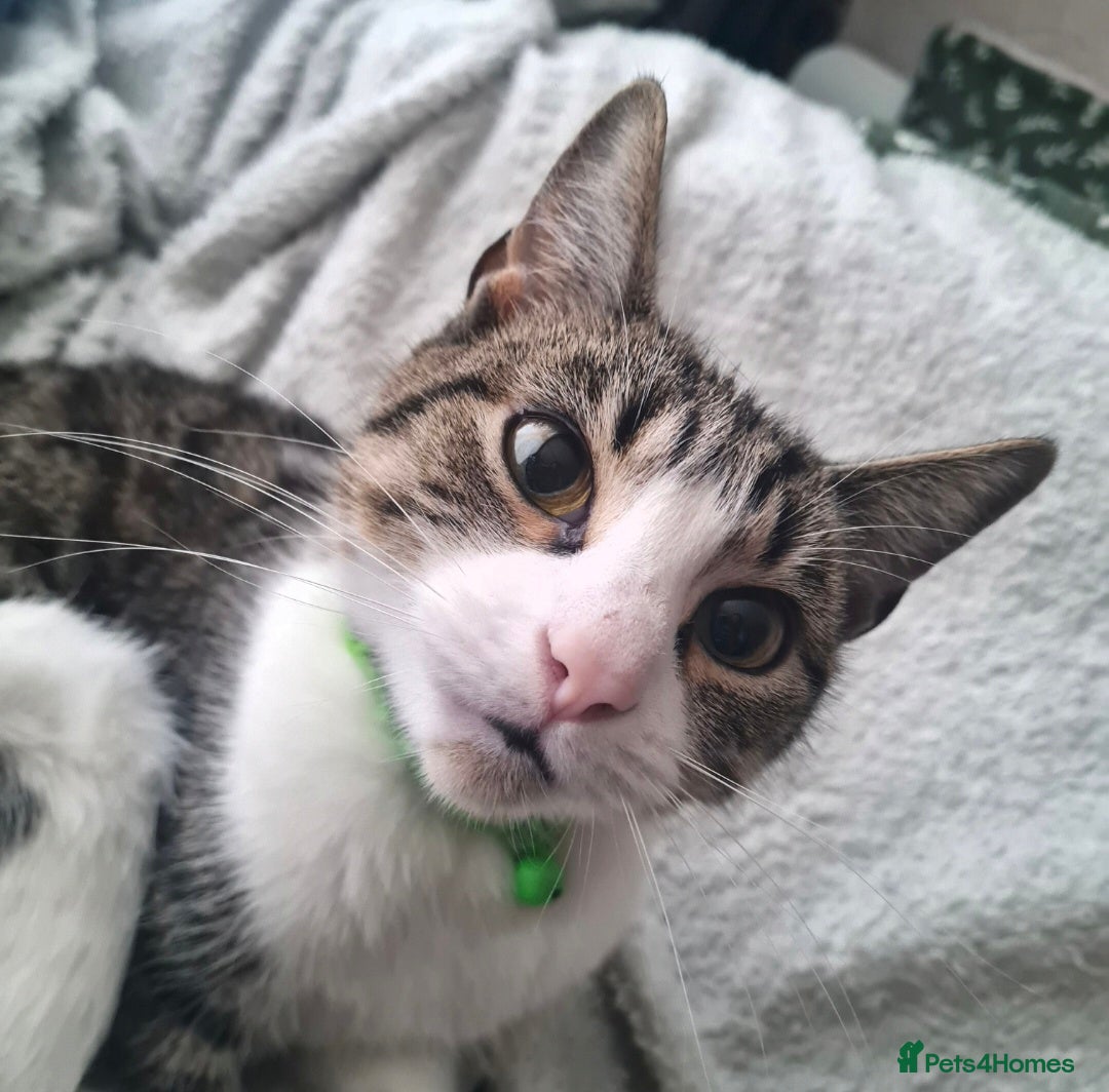 European cats for sale: 8 kittens looking for a new home for 2026! - Advert 1