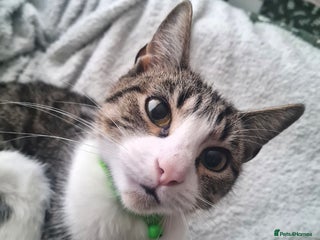 European cats 8 kittens looking for a new home for 2026! - Advert 8