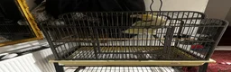 Parrots birds for sale: Baby beautiful crested cockatoo perfect tame  in London - Advert 15