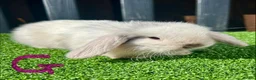 Mini Lop rabbits for sale: 💙🩷 Stunning Mini Lop Babies 🩷💙 - Advert 4