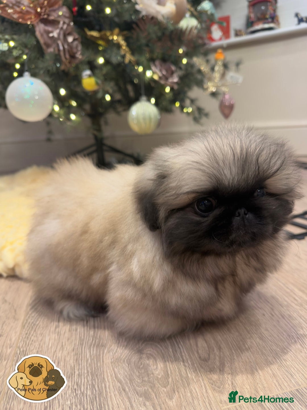 Pekingese dogs for sale: 👑True KC Peke Pups👑 - Advert 7