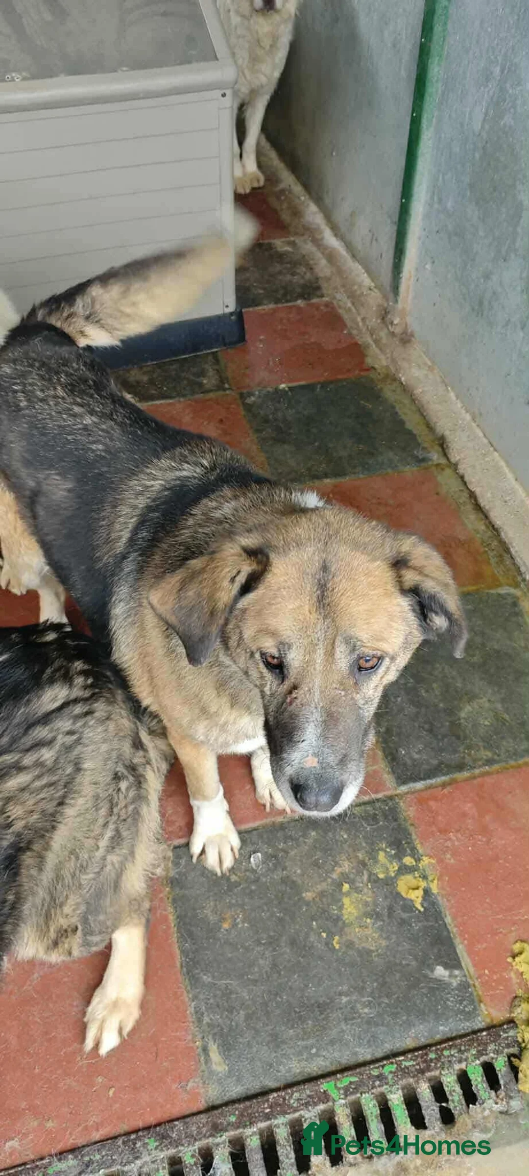 Mixed Breed dogs for adoption: Nantosuelta in Jedburgh - Advert 2