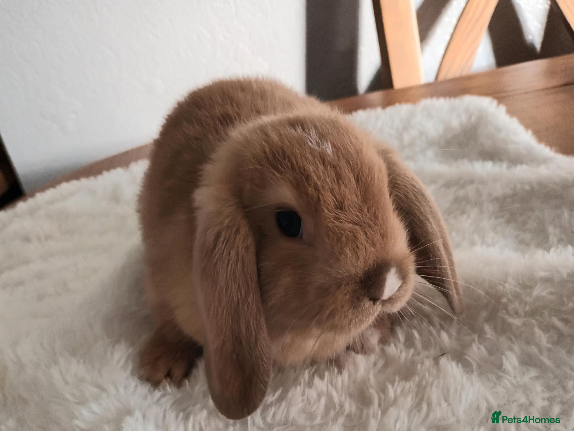 Mini Lop rabbits Beautiful mini lops  - Advert 9